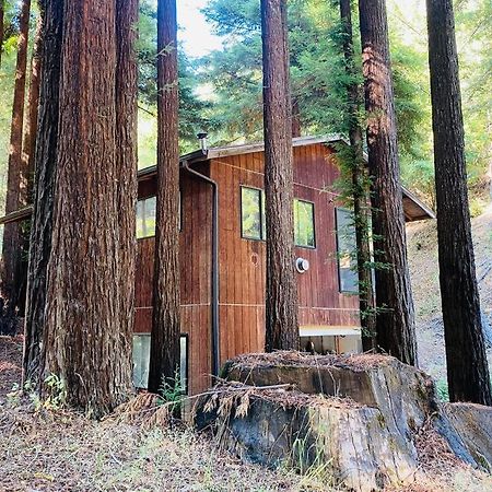 Appartamento Little House In The Redwoods With A Hot Tub! Garberville Esterno foto